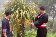 Trồng  địa lan, làm du lịch cộng đồng nông dân Phong Thổ bội thu