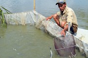 Giá cá kèo ở miền Tây tăng kỷ lục, cao nhất 220.000 đồng/kg mà chỉ cần 80.000 đồng/kg là đã có lời