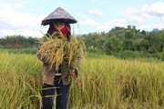 Mùa vàng bội thu ở vùng cao Yên Châu - Sơn La