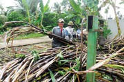 Bi kịch mía đường