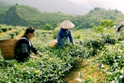 Trồng loại cây lá xanh mát, bà con dân tộc Giáy ở Bản Bo của Lai Châu thành triệu phú