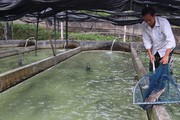 Nuôi thứ cá trông như tàu ngầm dưới Thác Bay mát lạnh, nông dân Vĩnh Phúc giàu lên trông thấy
