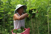 Đang cấy lúa, nông dân nơi này của Lâm Đồng chuyển sang trồng cây gì mà thu nhập tăng gấp gần 6 lần?
