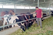 Tân Uyên: Chăn nuôi gia súc tập trung theo hướng hàng hoá
