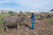 Trâu, bò mất giá do Trung Quốc cấm biên, nông dân Phú Yên cho ăn kham khổ hơn mà vẫn lỗ nặng