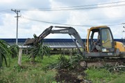Nông dân đua nhau chặt bỏ thanh long, Bộ NNPTNT khuyến cáo không được nóng vội