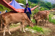 Xã vùng cao Sơn La: Trồng cỏ, nuôi bò để làm giàu