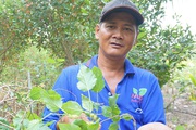 Trồng thứ cây ra trái chín đen mọng nước, ông nông dân Kiên Giang hái không kịp bán