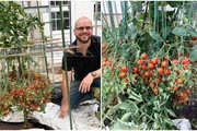 Cây cà chua thấp bé "mắn" nhất thế giới, đẻ nhiều không thể tưởng tượng được lên đến 1.269 trái