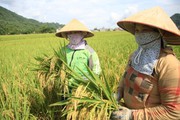 VNR20 và Thụy Hương 308 - Bộ đôi giống lúa chất lượng cao được nông dân xứ Mường ưa thích
