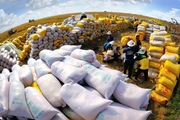 Hơn 1,6 triệu tấn gạo Campuchia được xuất khẩu qua biên giới Việt Nam
