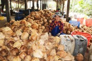 Dừa khô rớt giá xuống mức thấp nhất nhiều năm qua ở ĐBSCL
