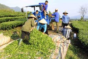 Nông dân Tân Uyên: Ứng dụng khoa học kỹ thuật vào sản xuất