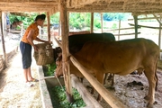 Nông thôn Sơn La: Nữ dân tộc Thái chăn nuôi giỏi, thu nhập cao