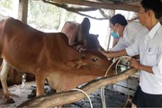 Vì sao tổng đàn trâu, bò ở TT-Huế lại giảm mạnh?