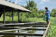 Lão nông 30 năm nuôi cá 7 màu gây dựng gia nghiệp
