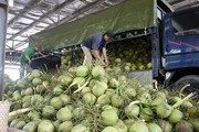 Xuất khẩu rau quả sang Trung Quốc: Nguy cơ tắc đến hết năm