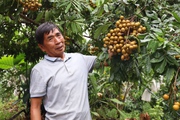 Nông dân Sơn La làm giàu nhờ trồng đủ thứ cây ăn quả trên sườn đồi