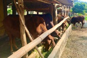 Sơn La: Chăn nuôi trâu, bò giải pháp thoát nghèo cho người nghèo