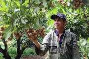 Sơn La: Nông dân đi lên từ cây nhãn