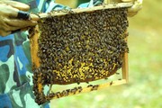 Nông dân Lai Châu đếm tiền trong mùa vắt mật ong, giảm nghèo, tăng thu nhập, bảo vệ môi trường