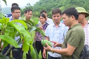Bắc Yên: Đẩy mạnh phát triển kinh tế, tăng thu nhập cho nông dân