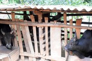 ​Nghệ An: Trâu, bò thịt giảm giá sâu, đồng bào vùng cao gặp khó