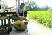 Một nông dân Vĩnh Long bằm hàng tạ trái mít Thái cho đàn cá sông ăn, ước chừng 5-6 tấn cá tự nhiên