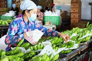 Xuất khẩu tăng 300%, chanh leo Việt Nam càng thêm cơ hội khi Trung Quốc đồng ý nhập khẩu thí điểm