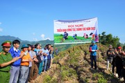 Lào Cai: Thanh Bình có 190 hộ trồng chè năm 2022