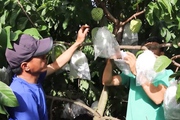 Cây na trên đất Mai Sơn giúp nông dân thành triệu phú