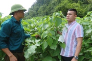 Video: Cây gai xanh dễ trồng, mang lại hiệu quả kinh tế cao cho nông dân Sơn La