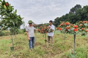 Cả làng ở Hà Giang trồng cây cảnh, trồng hoa, đếm sơ sơ cũng có nhiều tỷ phú