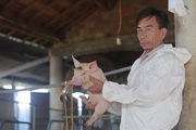 Một tỷ phú nuôi heo ở Quảng Nam, doanh thu 20 tỷ/năm đạt danh hiệu "Nông dân Việt Nam xuất sắc 2022"