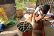 Trồng chanh leo, mới thu lứa đầu nông dân Lai Châu đã thu tiền bằng 2 năm trồng ngô, lúa