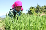 Vùng cao Bắc Yên: Tập trung chăm sóc lúa mùa