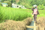 Dẫn đủ nước về ruộng, một xã vùng cao của Lai Châu thu được 900 tấn lương thực