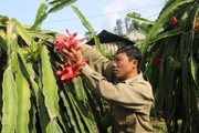 Một ông Giám đốc HTX ở Sơn La với bí quyết trồng thanh long cho ra trái theo ý mình