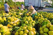 Cơ giới hóa sản xuất trái cây: Tiết kiệm chi phí, tăng sức cạnh tranh sản phẩm