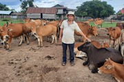 Nông dân Việt Nam xuất sắc năm 2022 đến từ Gia Lai là tỷ phú nuôi trâu bò thả rông ăn cỏ dại