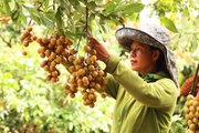 Yên Châu: Được mùa, nông dân trồng nhãn phấn khởi vào vụ thu hoạch