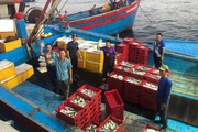 Nghệ An: Mới vươn khơi 2 ngày, tàu cá 1.000CV kiếm 200 triệu đồng