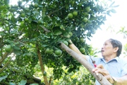 Quảng Nam: Trồng toàn cây ăn quả, lão nông xứ Tiên năm đút túi 100 triệu đồng
