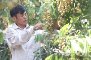 Xuất hiện nhiều tỷ phú nông dân từ phong trào nông dân thi đua sản xuất kinh doanh giỏi