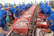 300 doanh nghiệp Việt Nam tham gia bán một loài cá đi khắp thế giới, bán cho Mỹ, Trung Quốc nhiều nhất