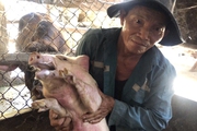 Quảng Ngãi: Thú y lý giải nguyên nhân lợn chết hàng loạt sau tiêm vaccine dịch tả lợn châu Phi
