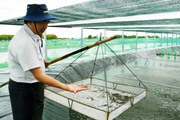 Nuôi tôm công nghệ cao thu tiền tỷ, nông dân Bạc Liêu được bình chọn danh hiệu "Nông dân Việt Nam xuất sắc 2022"