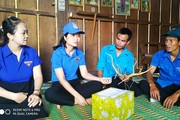 Làng toàn thanh niên lập chốt trồng thứ cây quý như vàng dưới tán rừng âm u ở Quảng Nam