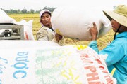Giữ hay giảm diện tích lúa ĐBSCL (Bài 4): Doanh nghiệp hiến kế giúp thu nhập người trồng lúa tăng gấp ba
