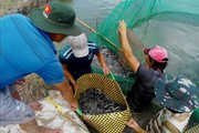 Loại cá đặc sản miền Tây tăng giá chưa từng có, nuôi một vụ lãi 500 triệu đồng